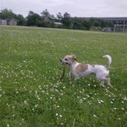 Blanding af racer Elliot