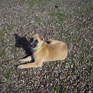 Belgisk hyrdehund Aya