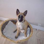 Belgisk hyrdehund Aya