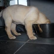 Labrador retriever Dina
