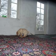 Labrador retriever Dina
