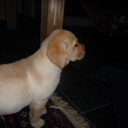 Labrador retriever Dina