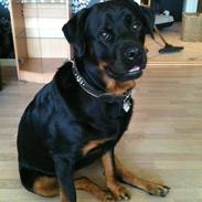 Blanding af racer Tanni