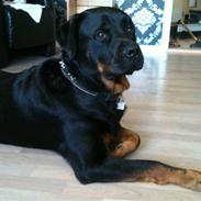 Blanding af racer Tanni