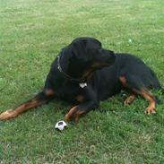 Blanding af racer Tanni