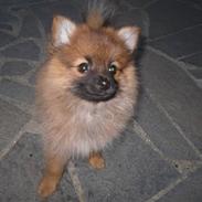 Pomeranian Mike