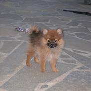 Pomeranian Mike