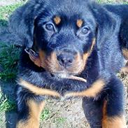 Rottweiler MICKA