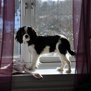 Cavalier king charles spaniel : Baloo