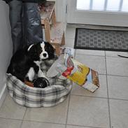 Cavalier king charles spaniel : Baloo