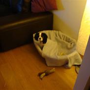 Cavalier king charles spaniel : Baloo