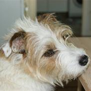 Jack russell terrier Terrie