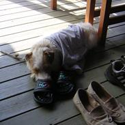 Jack russell terrier Terrie