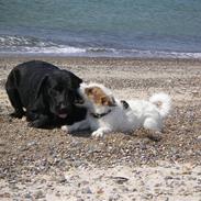 Jack russell terrier Terrie