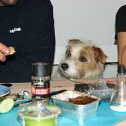 Jack russell terrier Terrie