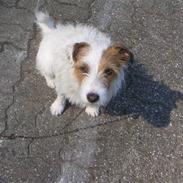 Jack russell terrier Terrie