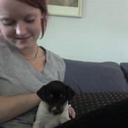 Dansk svensk gaardhund Joey