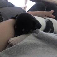 Dansk svensk gaardhund Joey