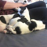 Dansk svensk gaardhund Joey