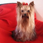 Yorkshire terrier Charlie