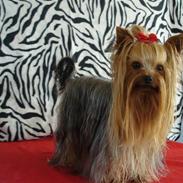 Yorkshire terrier Charlie