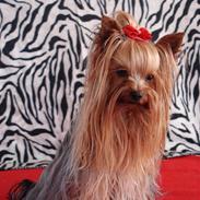 Yorkshire terrier Charlie