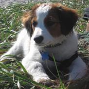 Kooikerhondje Bassi