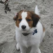 Kooikerhondje Bassi