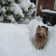 Yorkshire terrier Charlie