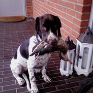 Gammel dansk hønsehund Bella