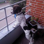 Gammel dansk hønsehund Bella