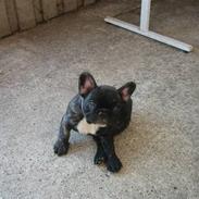 Fransk bulldog Otto