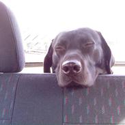 Labrador retriever Riki