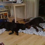 Labrador retriever Riki