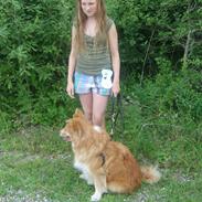 Islandsk fårehund Bongo- RIP.