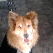 Islandsk fårehund Bongo- RIP.