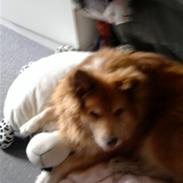 Islandsk fårehund Bongo- RIP.