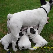 Fransk bulldog Bodil