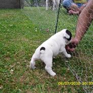 Fransk bulldog Bodil