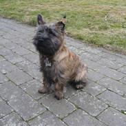 Cairn terrier Buster