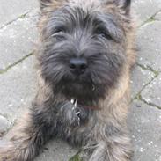 Cairn terrier Buster