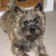 Cairn terrier Buster