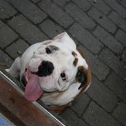 Engelsk bulldog Snickers