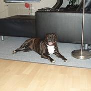 Staffordshire bull terrier Freja