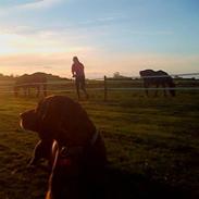 Blanding af racer Tiki