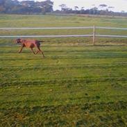 Blanding af racer Tiki