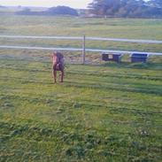 Blanding af racer Tiki