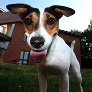 Dansk svensk gaardhund Freja