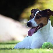 Dansk svensk gaardhund Freja