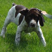 Gammel dansk hønsehund Bella